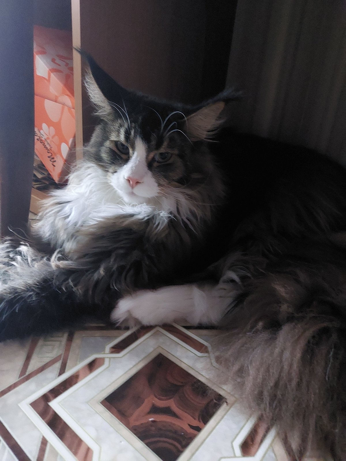 Maine Coon cat resting at home in Russian village