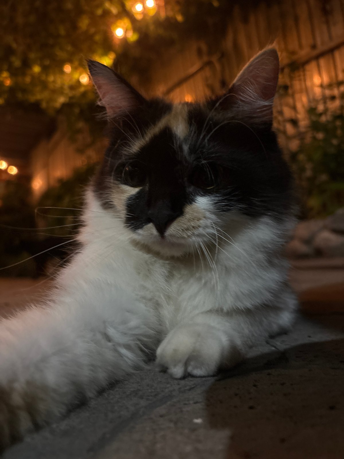 Late-night cat playtime on an Almaty patio