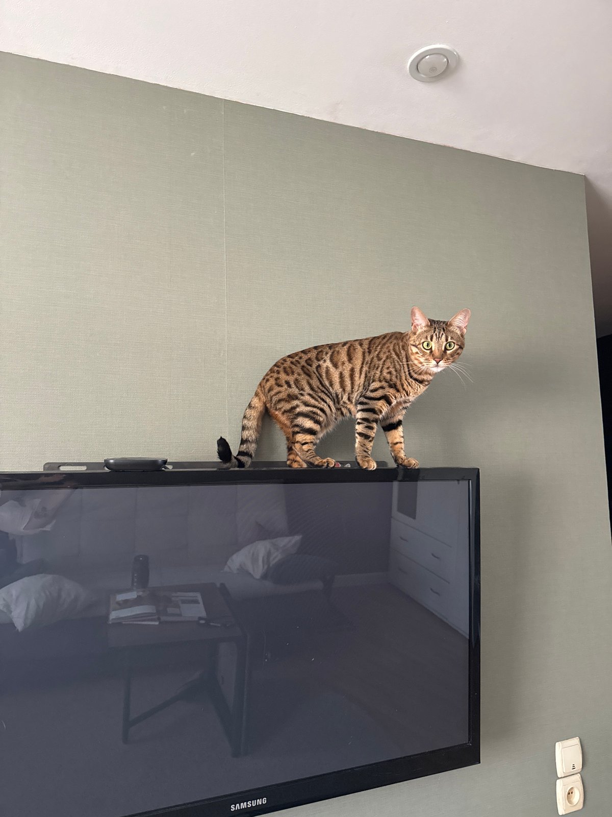 Cat grooming and exploring home in Votkinsk
