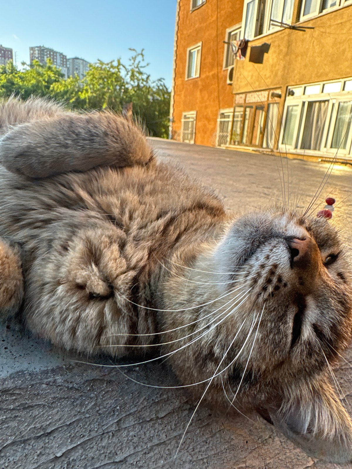Cat enjoys belly rubs on Kâğıthane street
