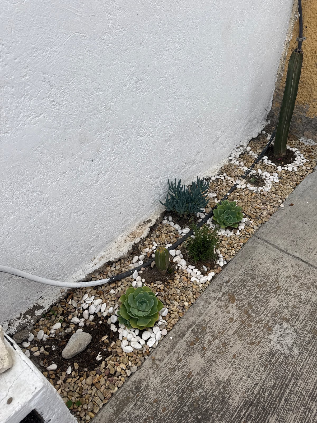 Garden photography session documented in Puebla, Mexico