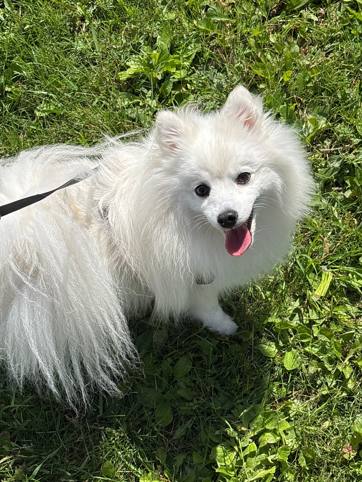 White fluffy dog on a morning walk in a Kazan park
