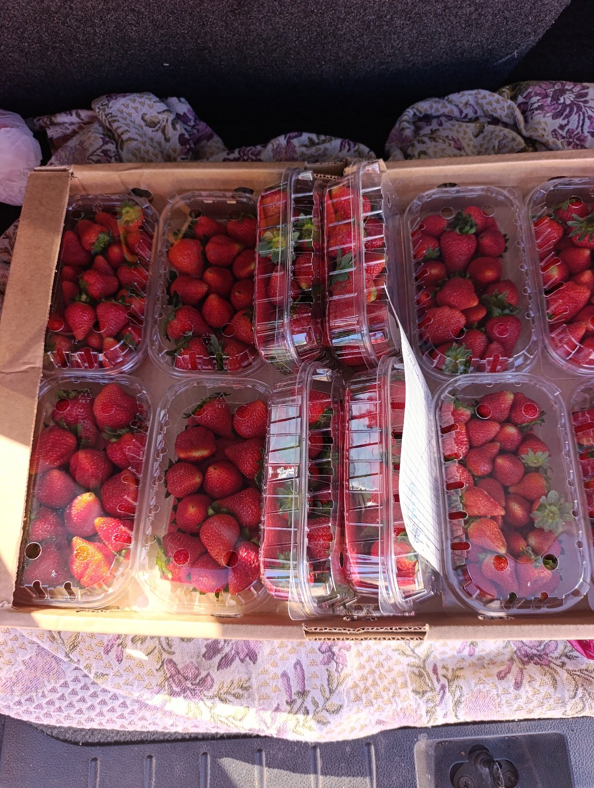 Fresh strawberries transported in vehicle boxes, Krasnoyarsk morning