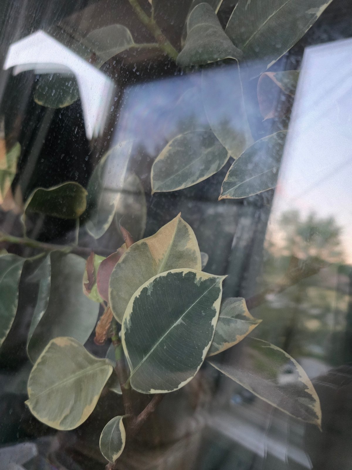 Cats, street scenes, and quiet interiors in Krasnoyarsk
