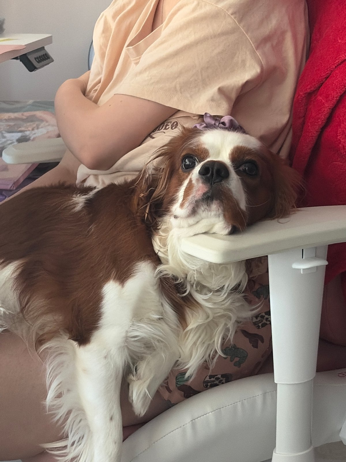 Cavalier King Charles Spaniel chills through a Dobrich evening
