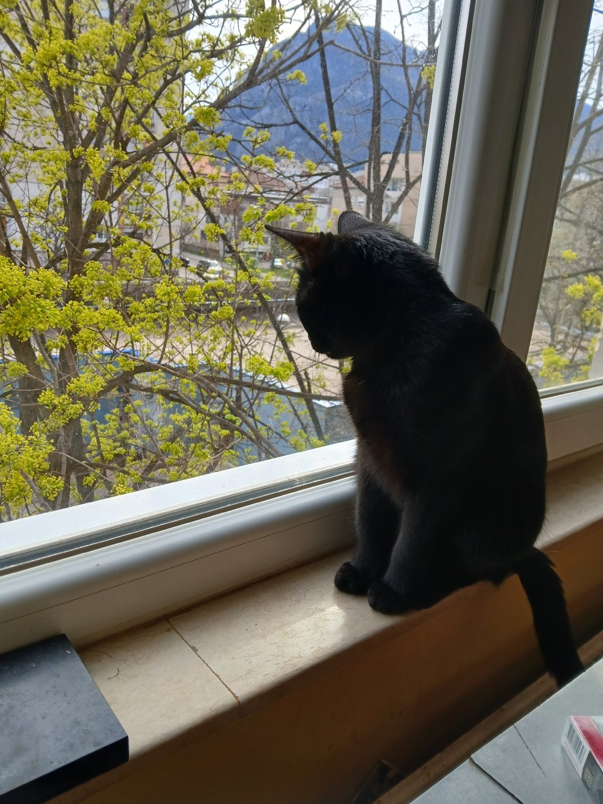 Black cat watches yellow-flowered tree from Vratsa windowsill