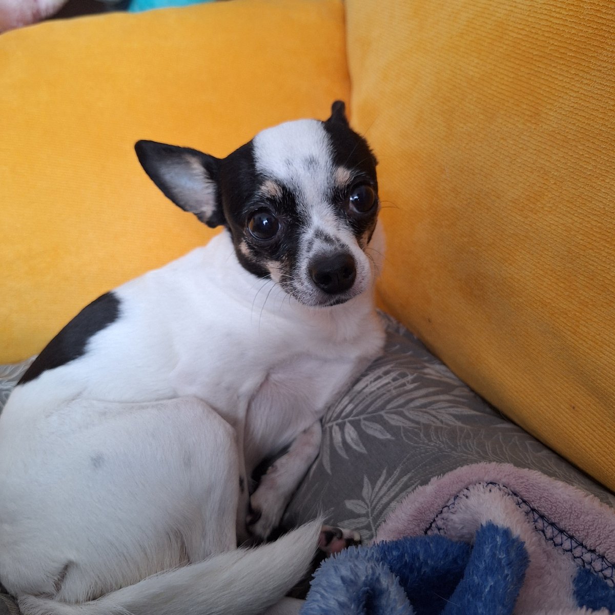 Sofia resident documents afternoon with selfies and pet photos
