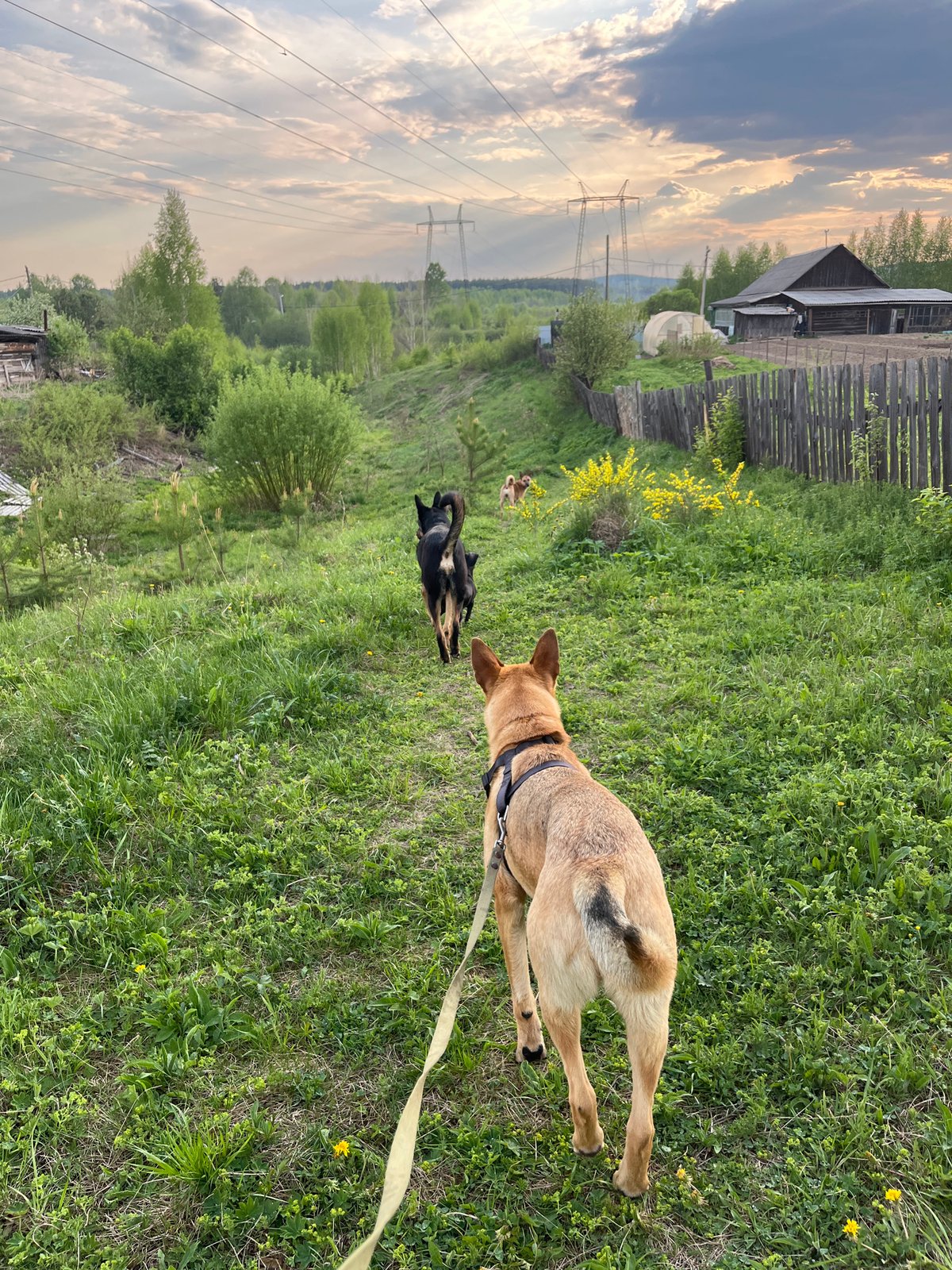 Dogs gather in grassy field in Nizhny Tagil, Russia
