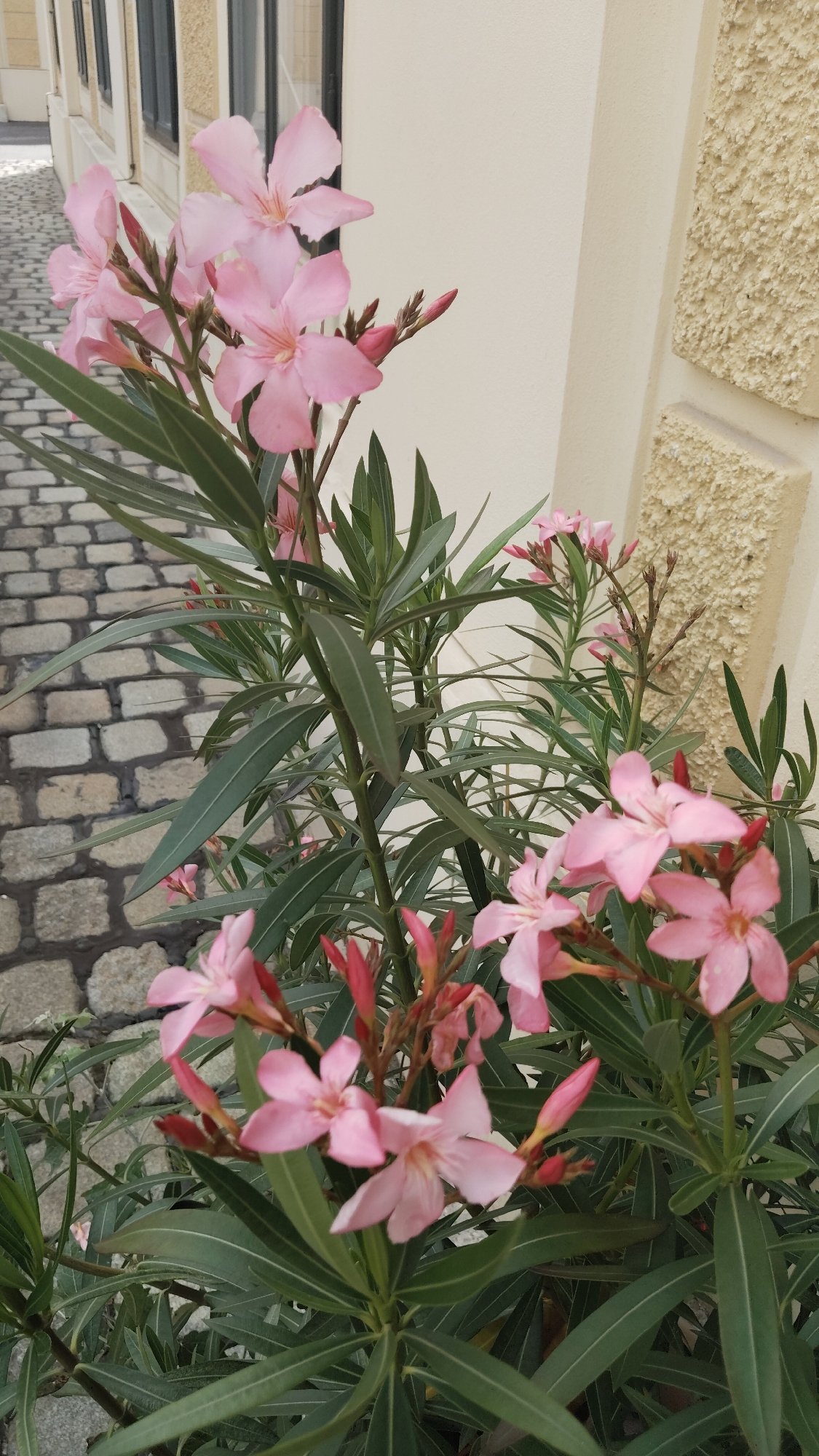 Vienna courtyard captured during storm with blooming oleander flowers