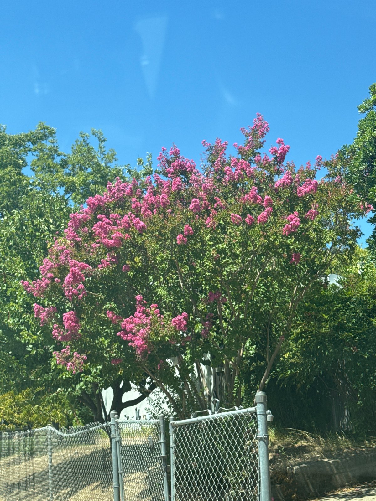 Cruising a sunny Citrus Heights neighborhood, Corvette and blooms in view