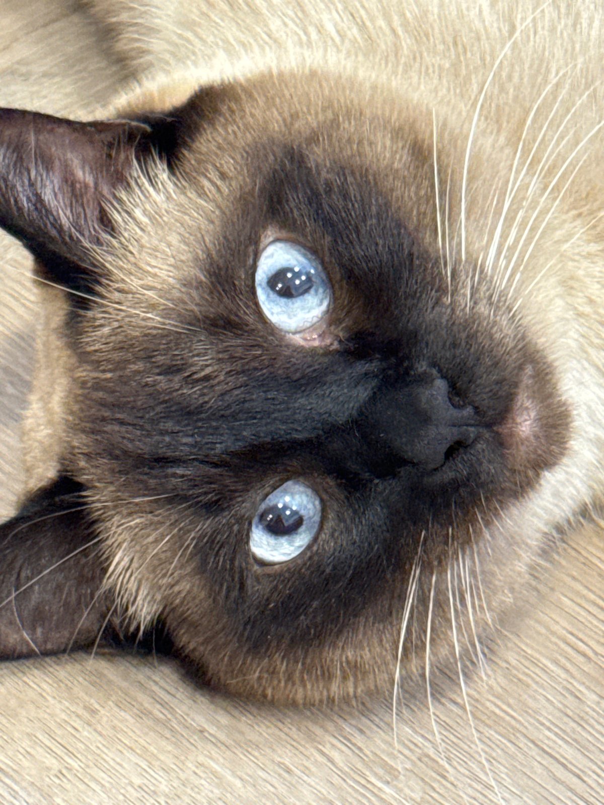 Siamese cat and Saint Petersburg street life, summer afternoon