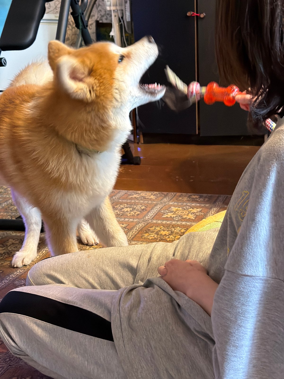 Family plays with dog during quiet afternoon in Russian village