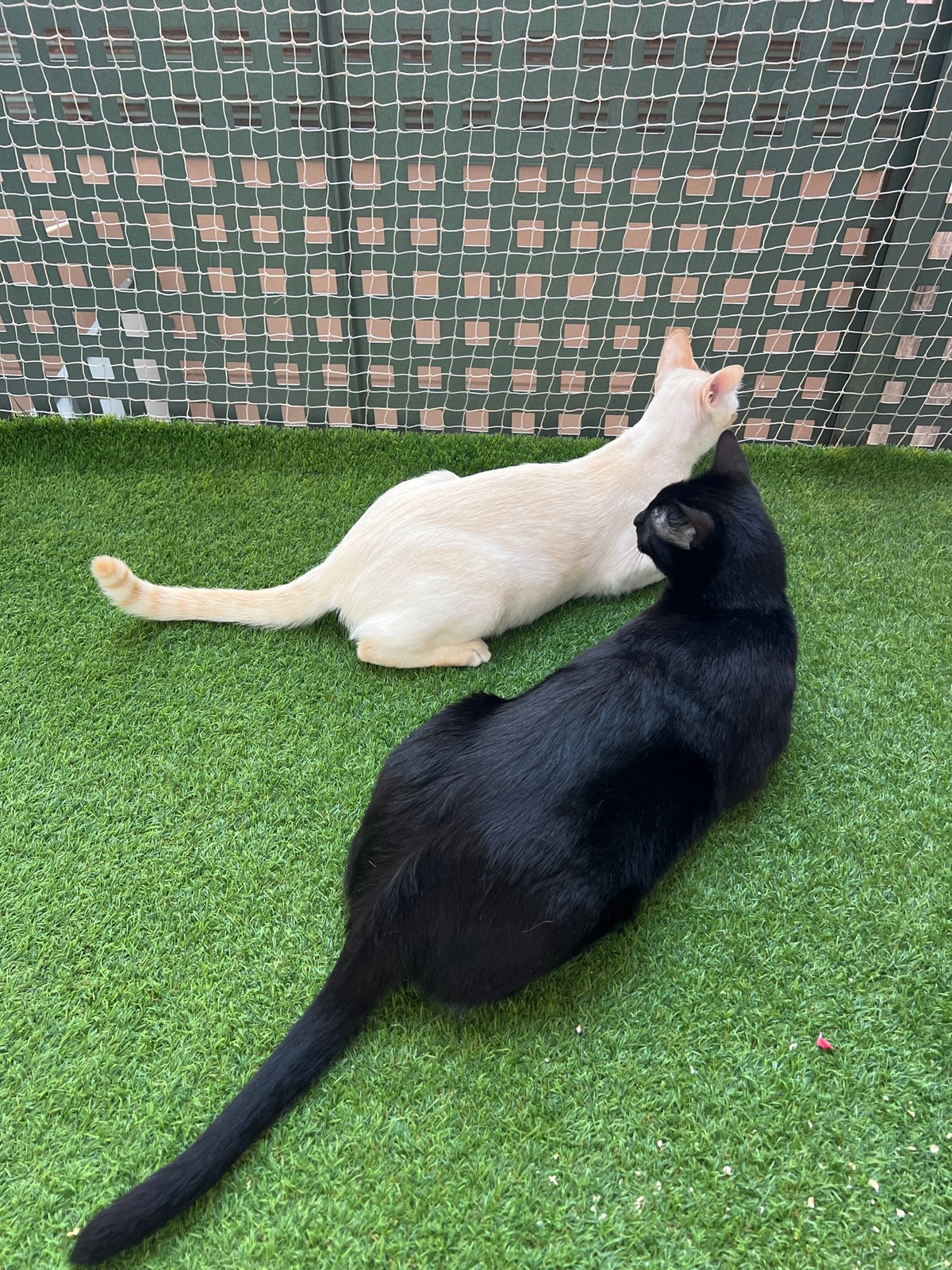 Cats on a Barcelona balcony, early morning hangout