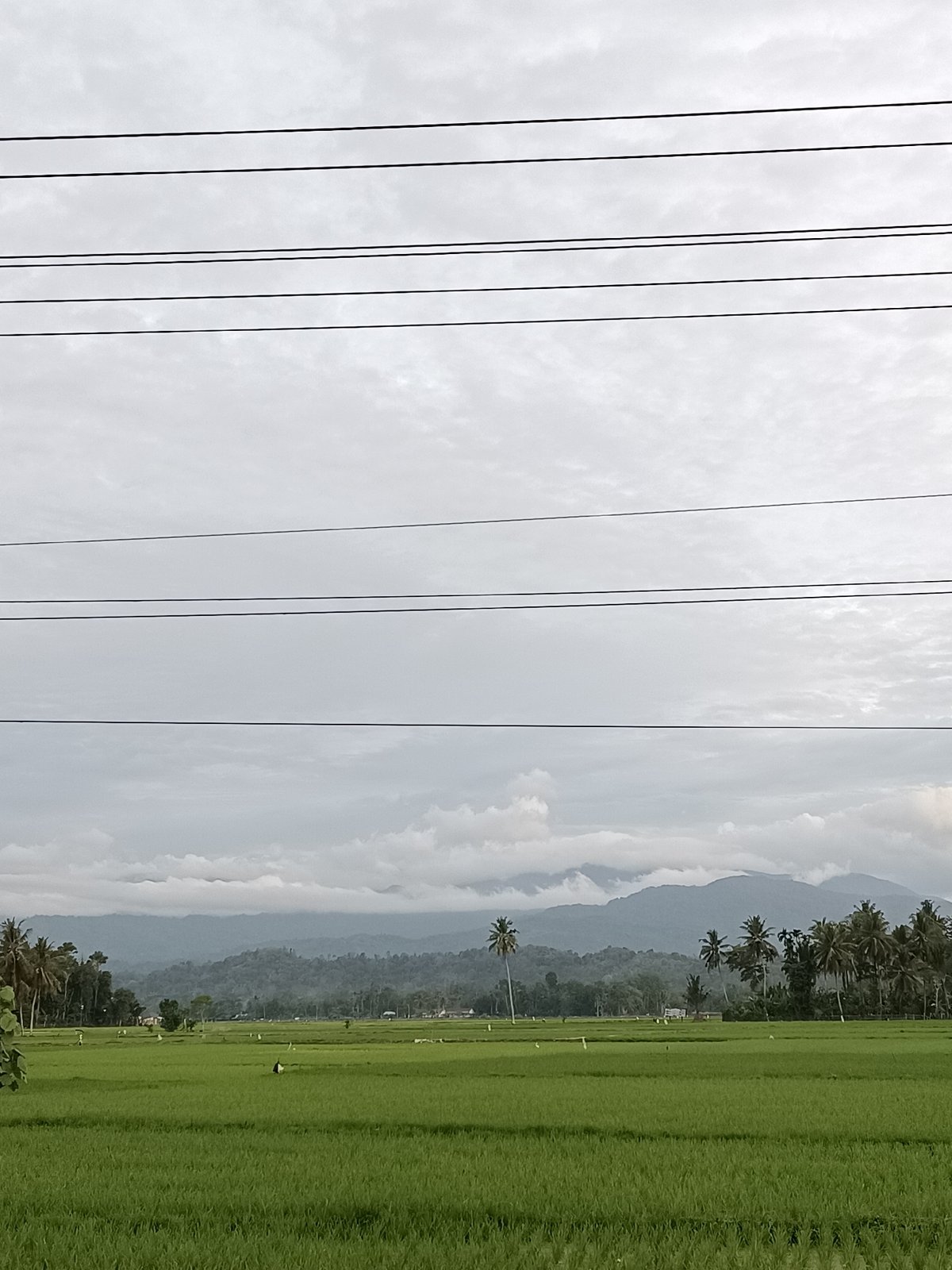 Lush rice paddies under overcast skies in rural Indonesia