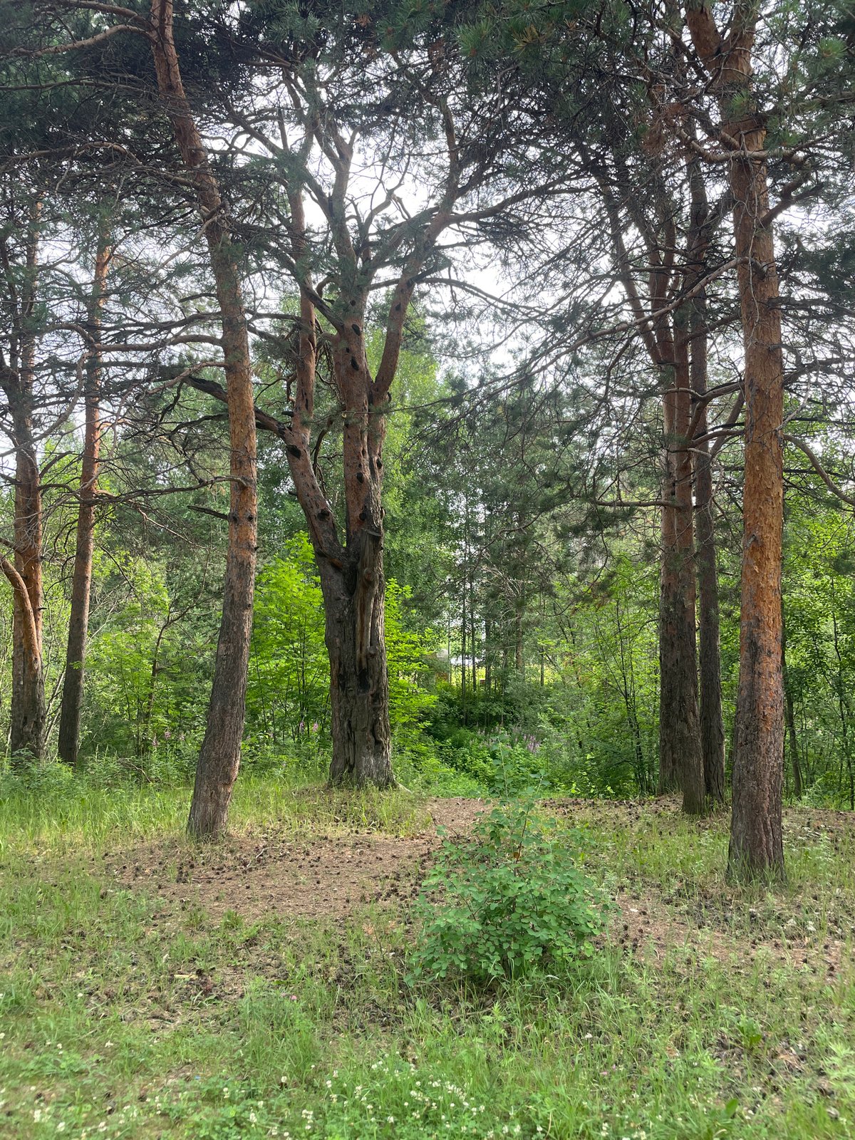 Waterfront and pine forest scenes along the Surgut riverbank