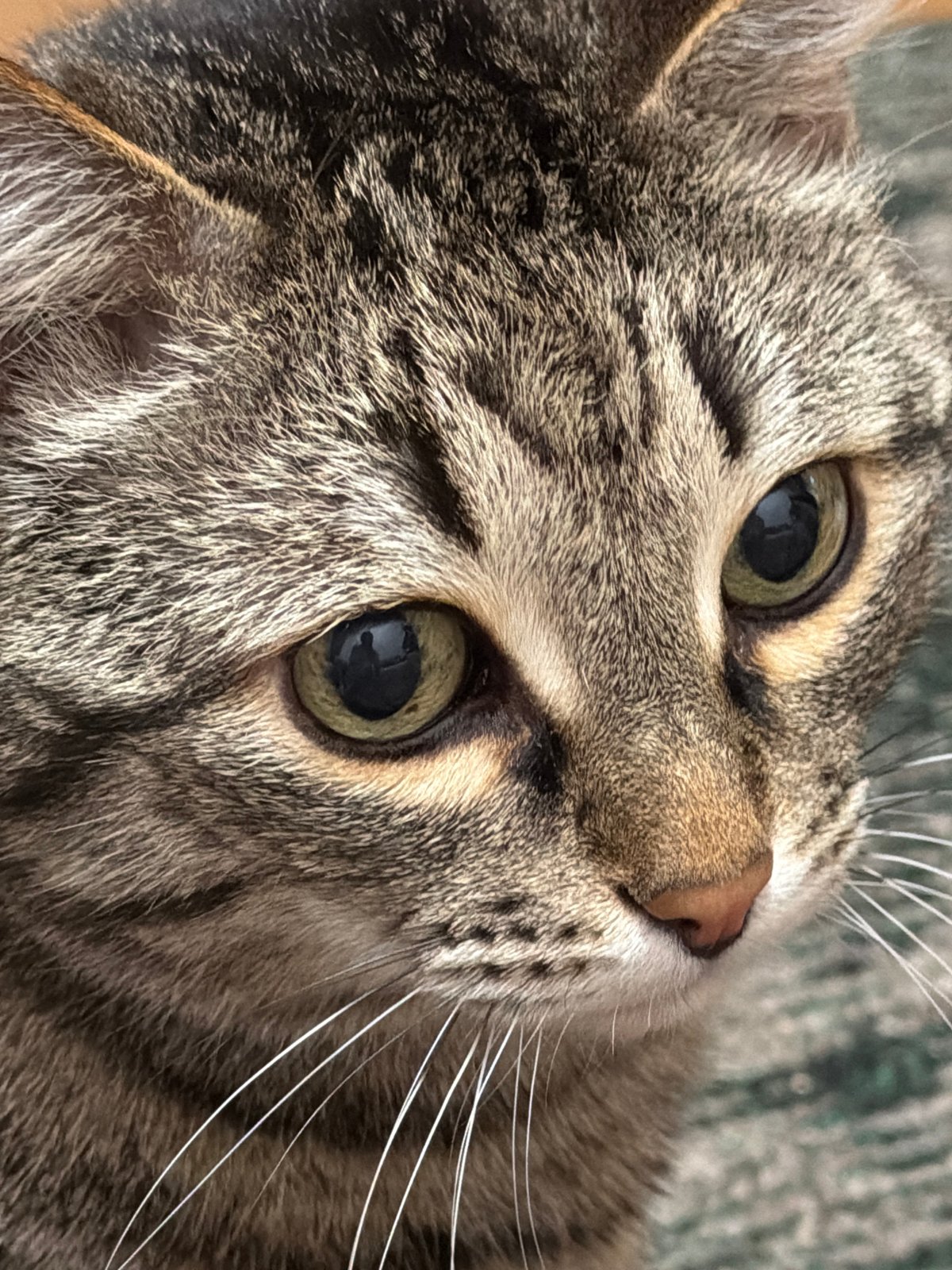 Tabby cat photographed multiple times in Izhevsk apartment