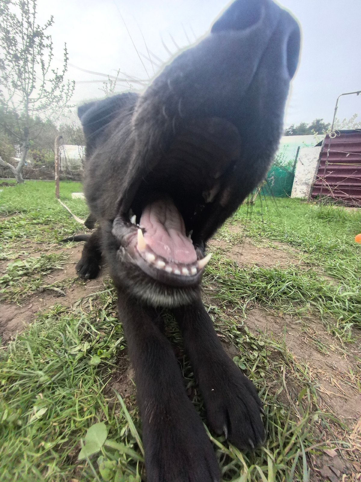 Casual afternoon moments with dog, outdoor relaxation in Noviy