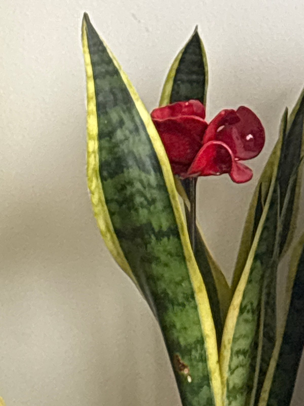 London residents document home plant display and healthy meal