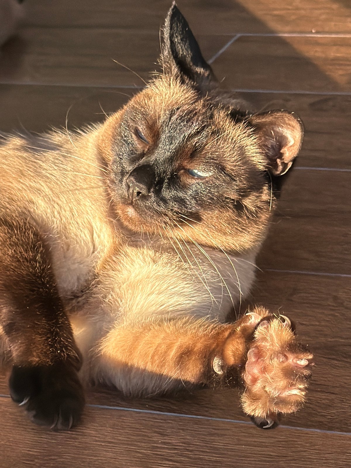 Cat photographed resting on wooden floor in Kerro, Russia