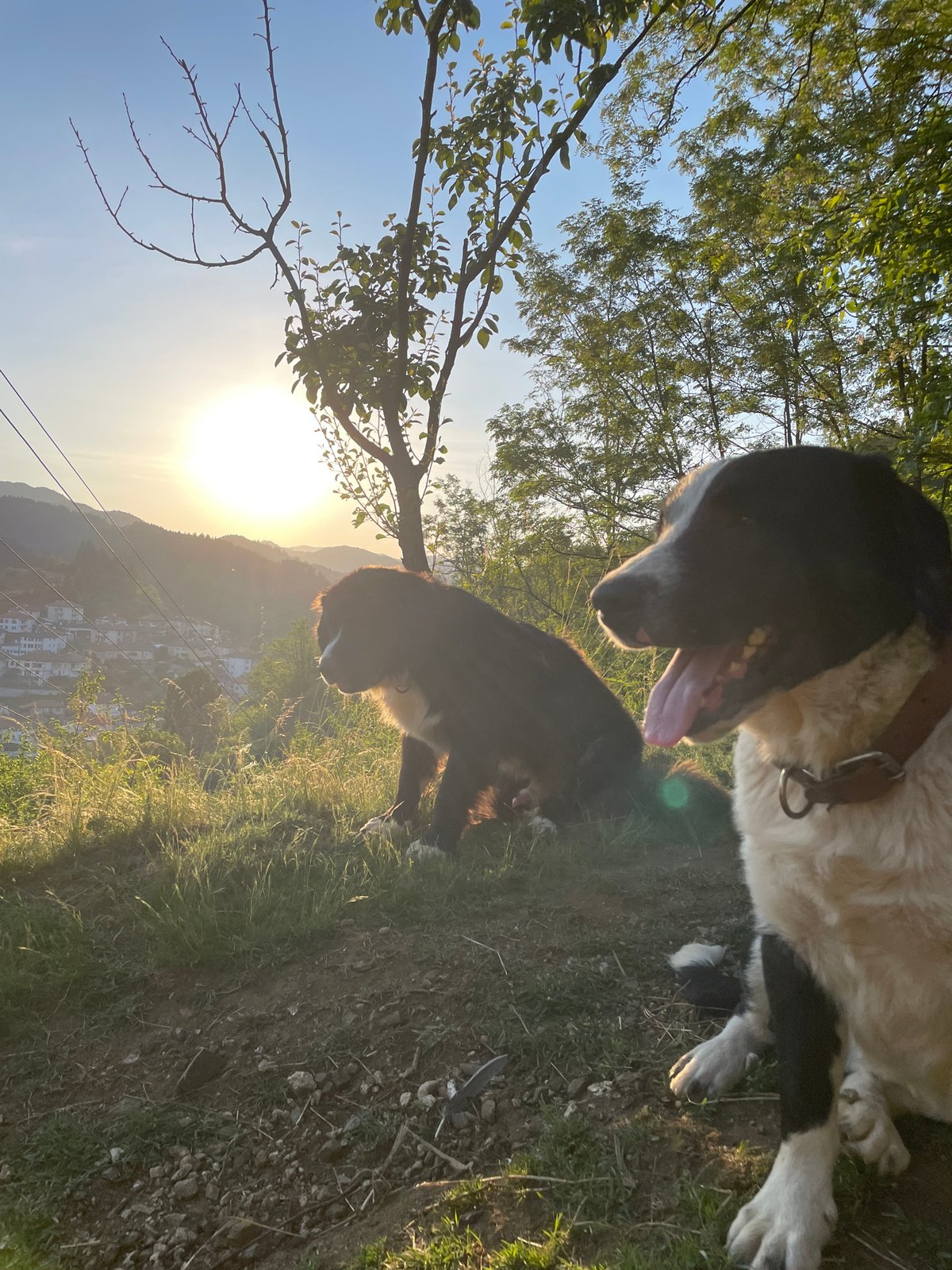 Dogs play on hillside overlooking Bulgarian valley during sunset