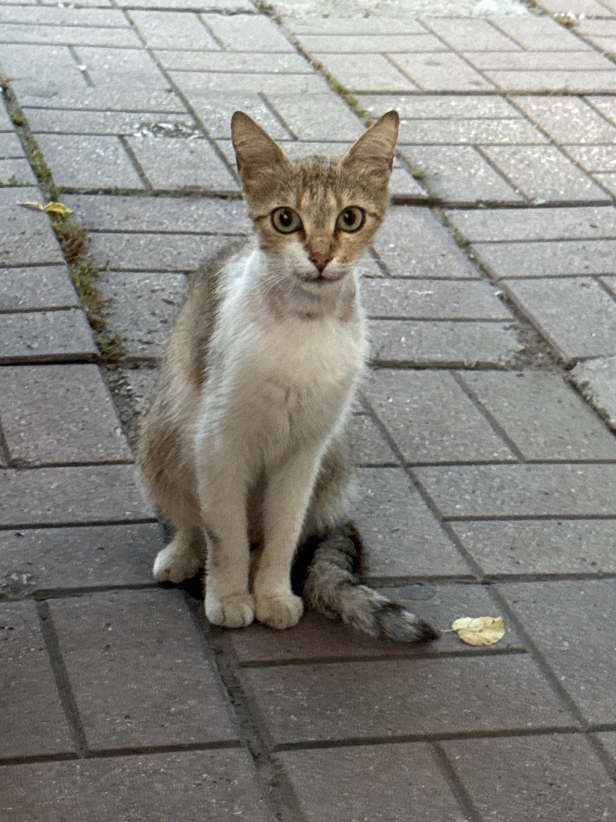 Evening scenes from Plovdiv: cats, dining, parks, football