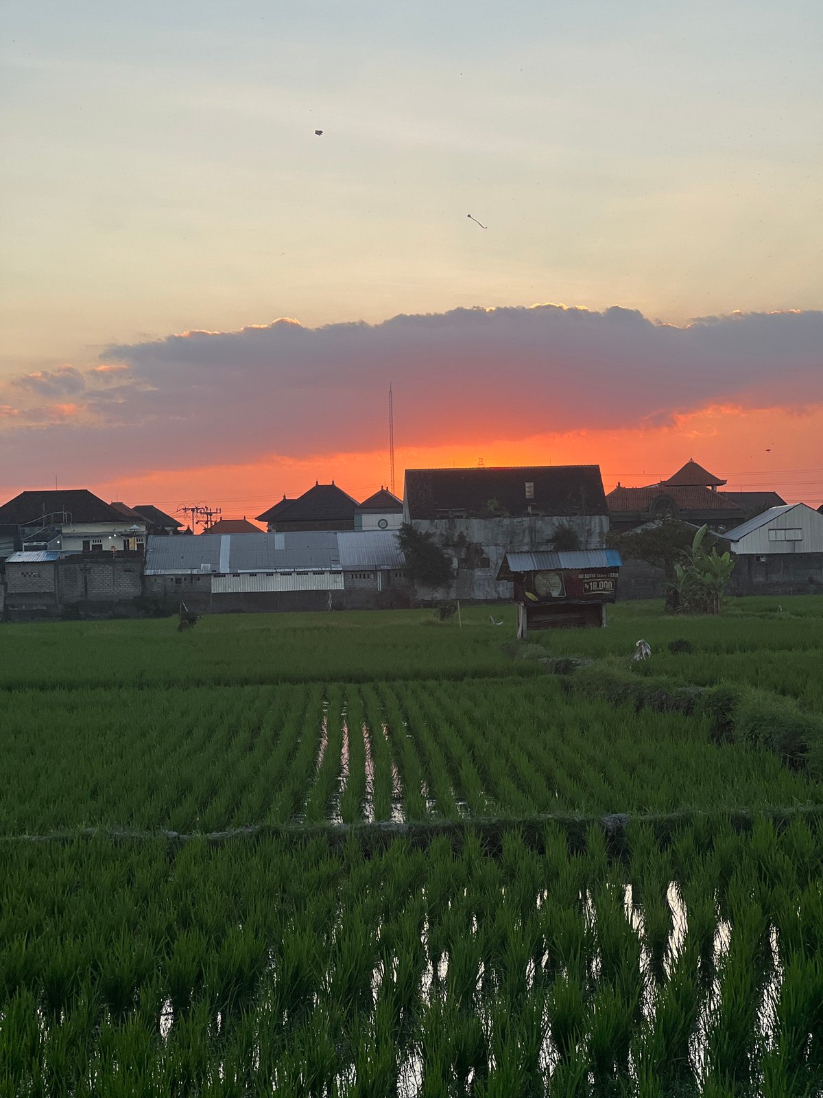 Green rice paddies meet a warm sky in rural Mengwi
