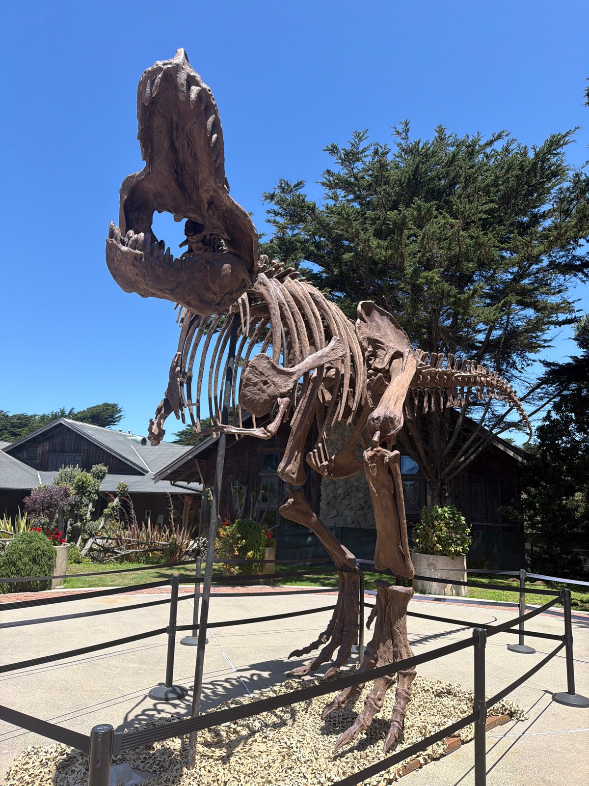 T. rex replica and a quick phone check in San Francisco