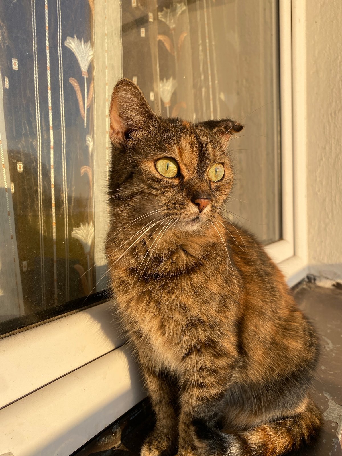 Two cats roam a sunlit home filled with paintings