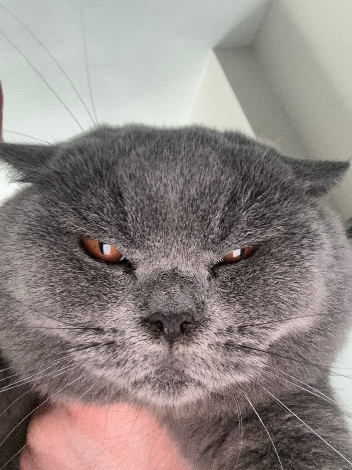 British Shorthair cat photographed multiple times with office interiors