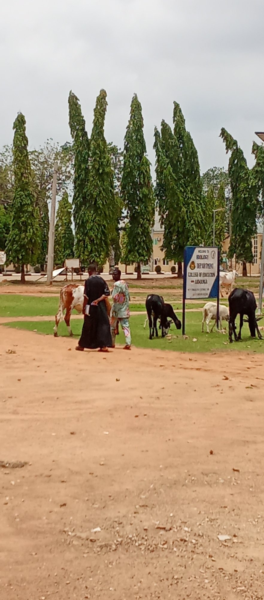 Two people walk past grazing livestock at Nigerian college