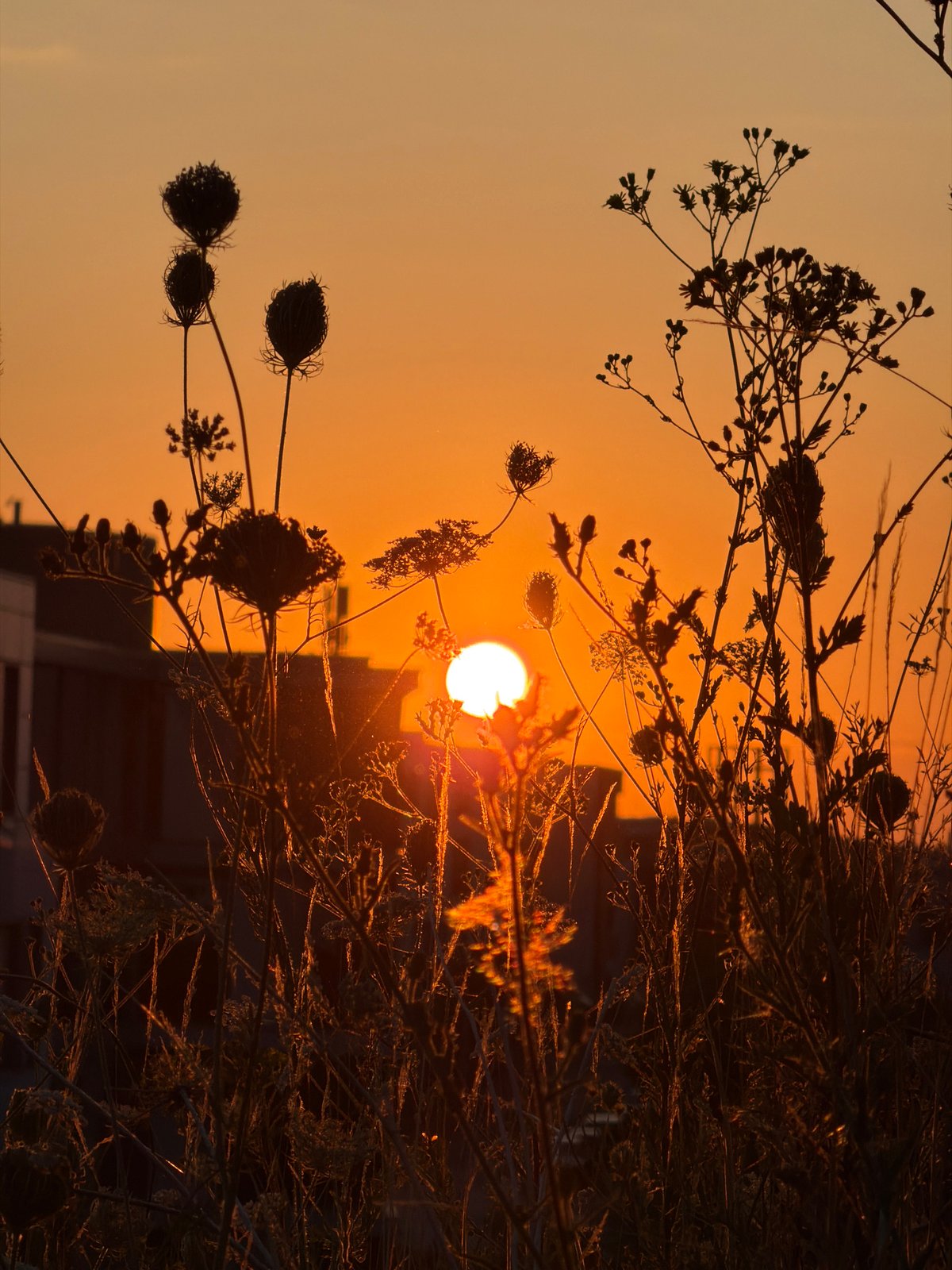 Wild grasses and dried flowers silhouetted at sunset, Leudelange