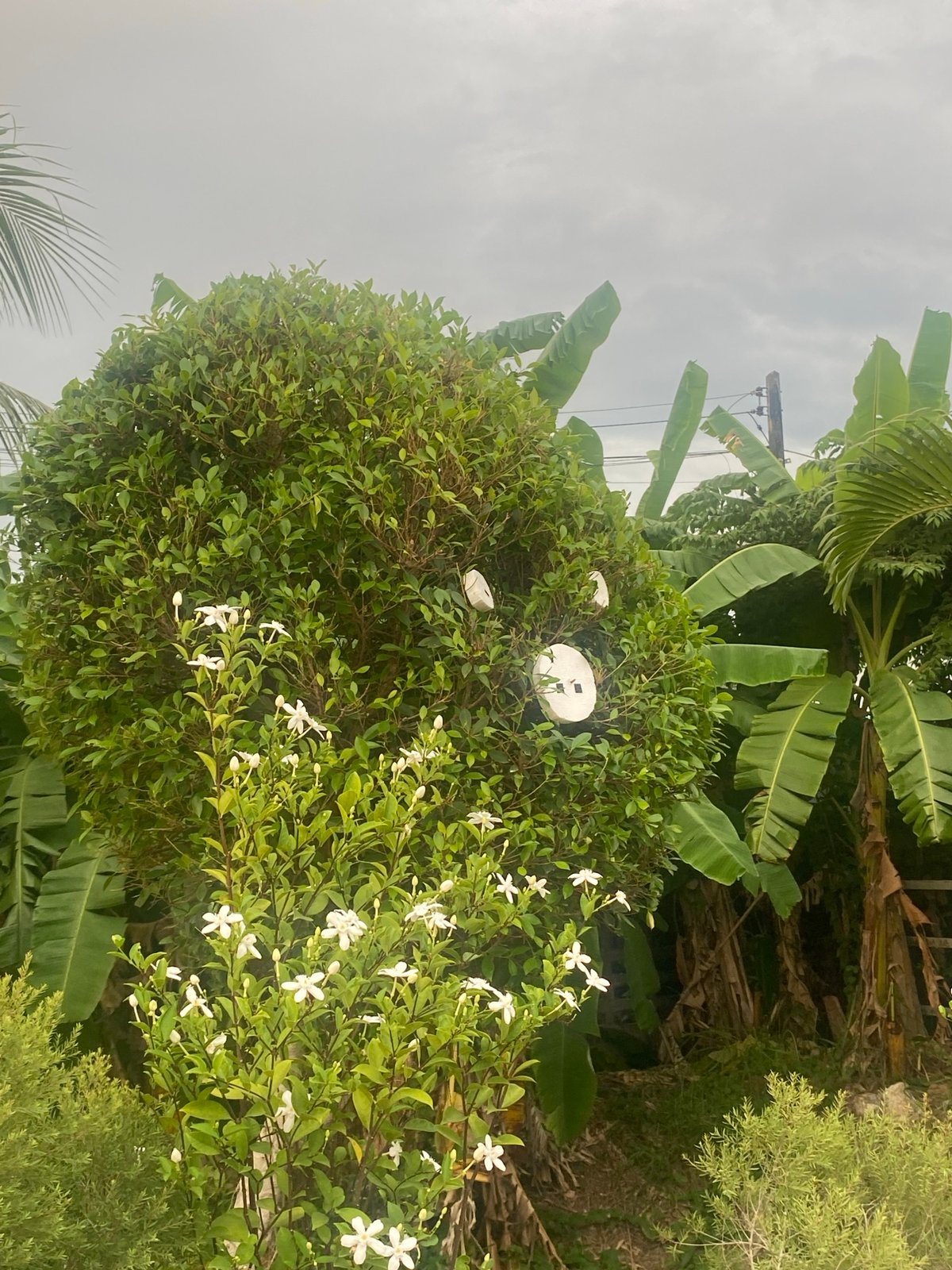 Tourist documents tropical gardens and dining area in Thailand