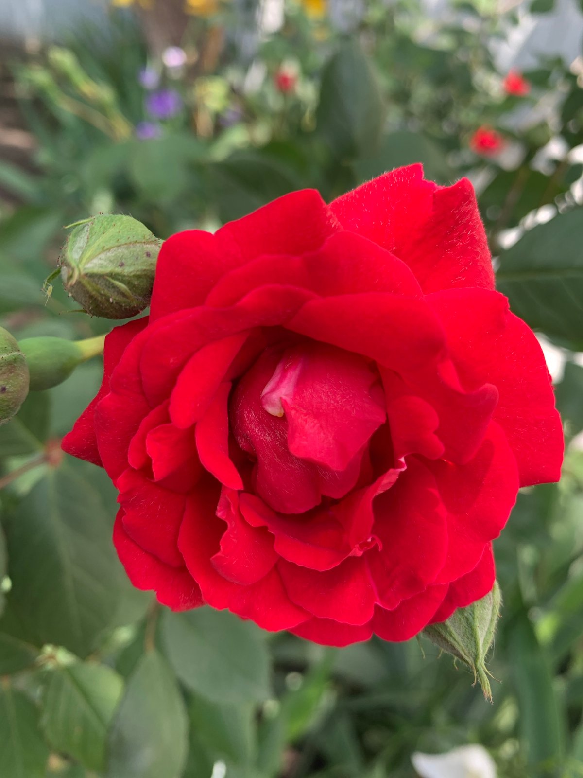 Spring Garden Peak Bloom Documented Through Morning Hours