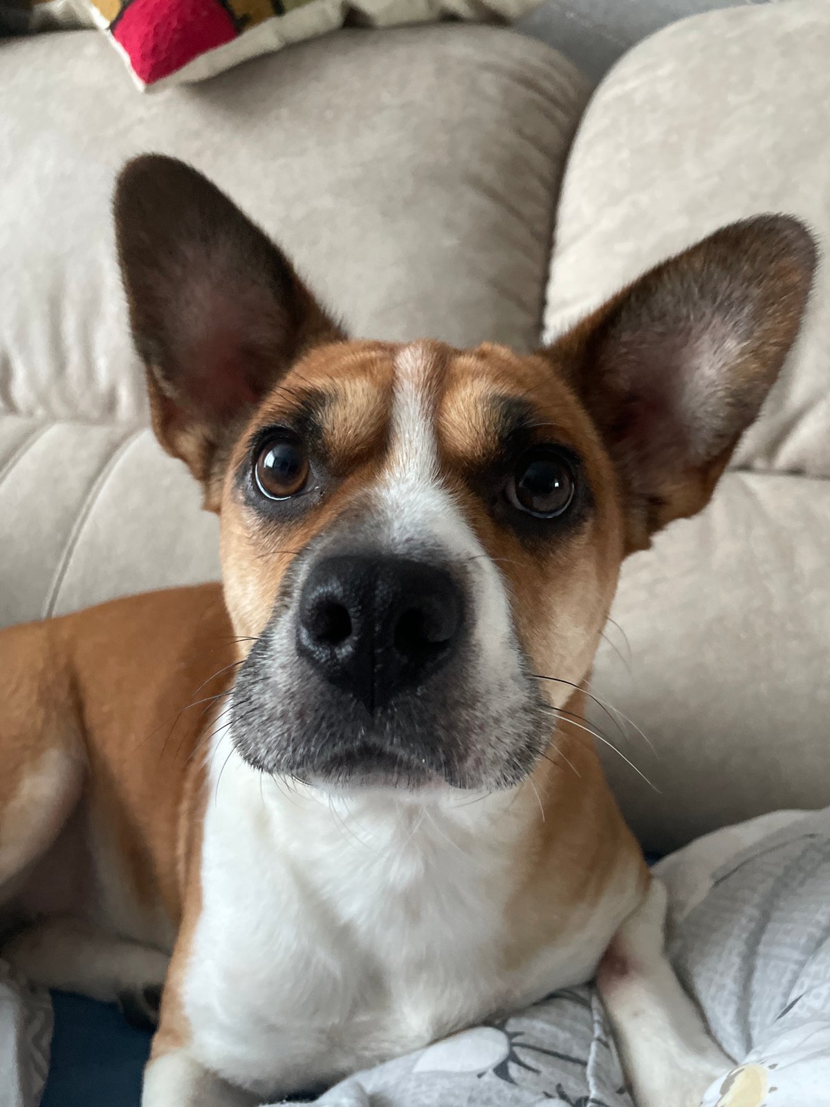 Dog rests on couch in Vladivostok apartment