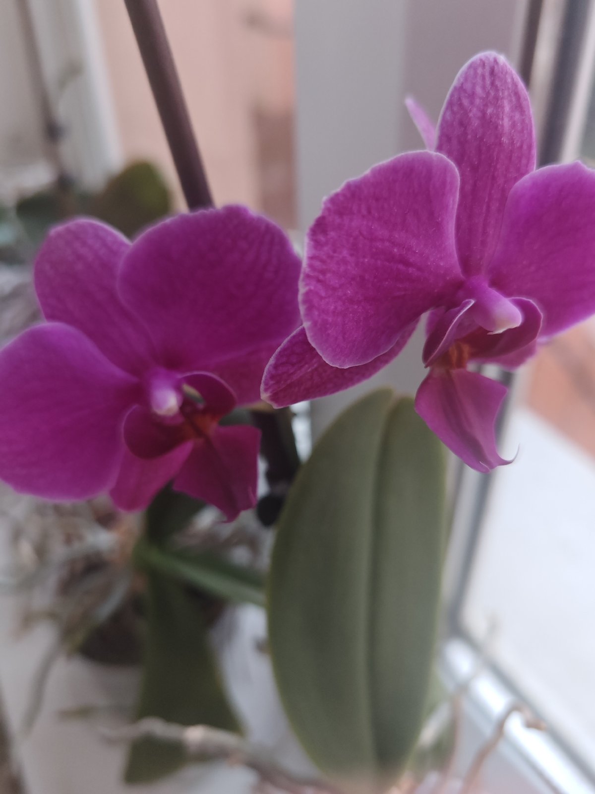 Elegant cafe interior and orchid flowers documented