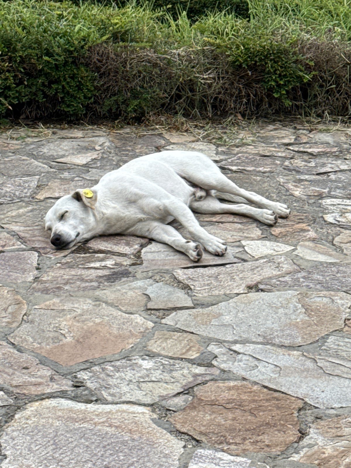 Lazy morning in Aksakovo: sleeping dog, streetwear, and crypto charts