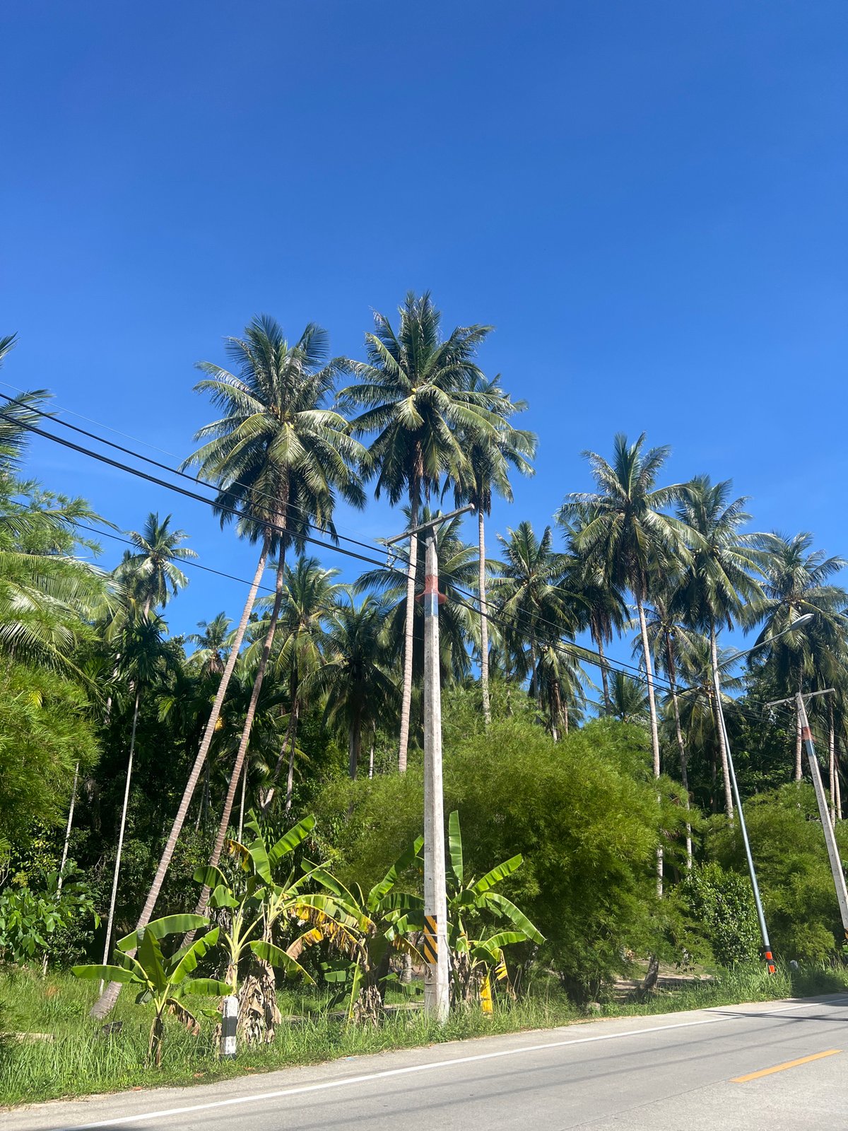 Tropical road and hibiscus bloom on Koh Phangan