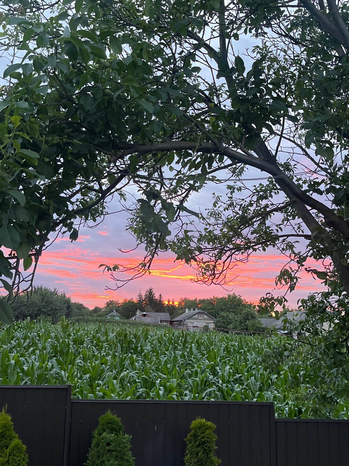 Dusk at a rural Ukrainian home: cats, corn, and a sunset