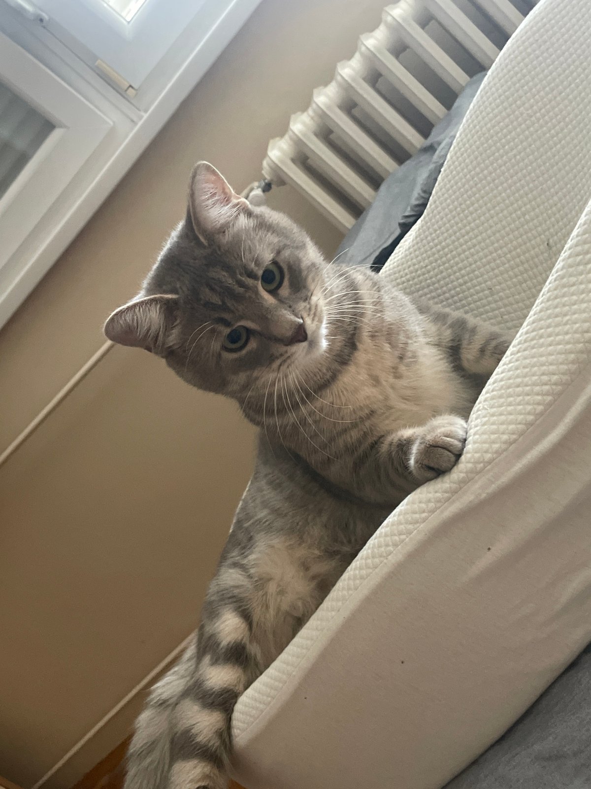 Gray tabby cat and children's toys documented in Novi Sad home