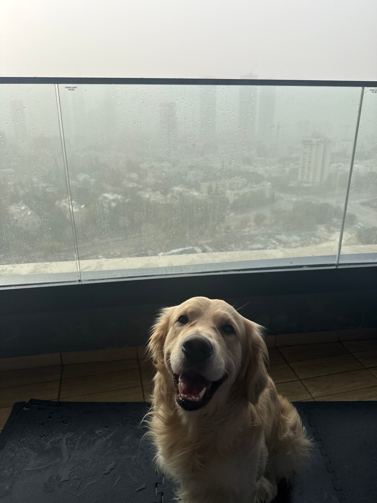Golden retriever photographed by rain-streaked window in Jordan