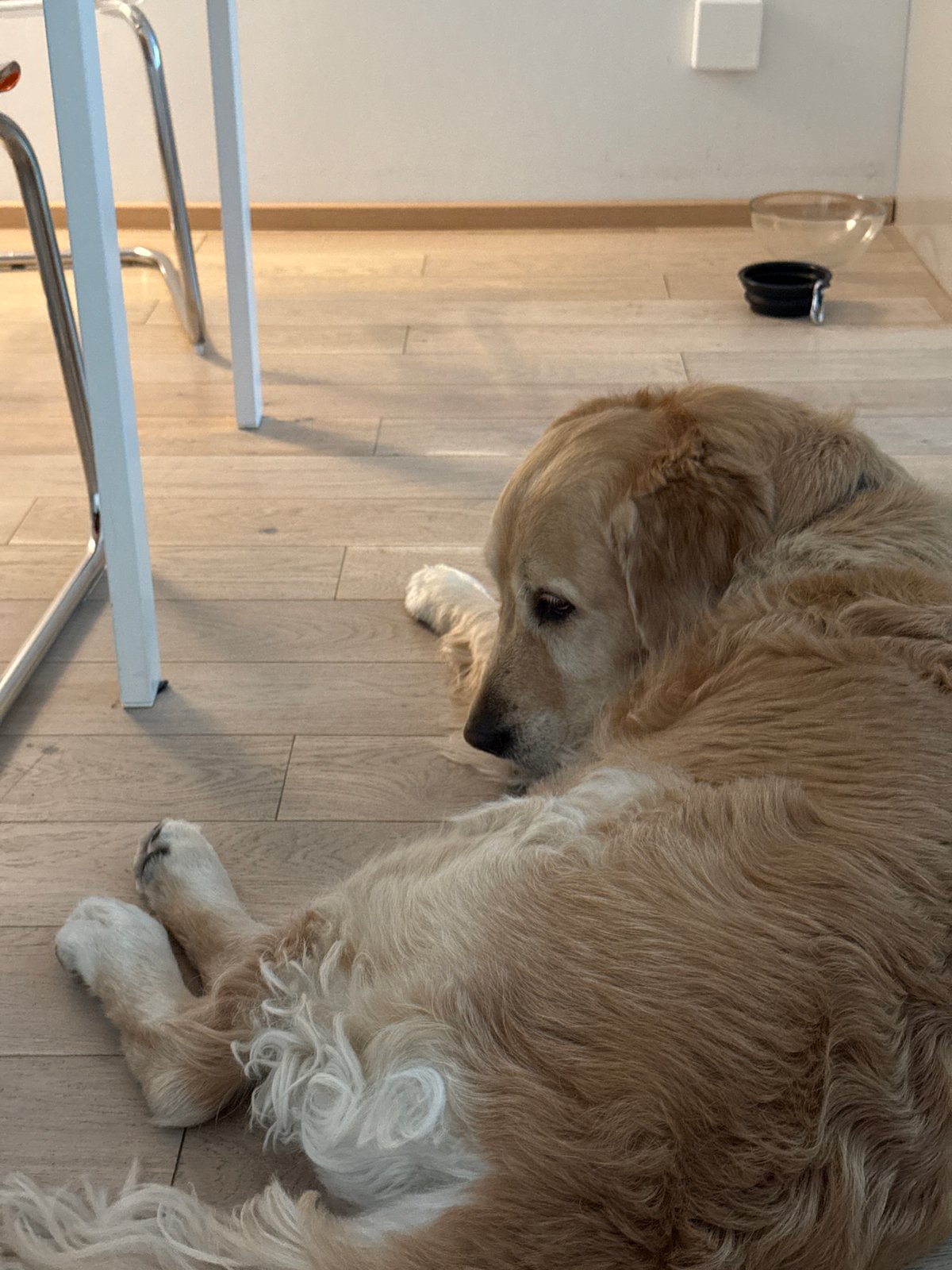 Golden retriever rests indoors in Vienna morning scene