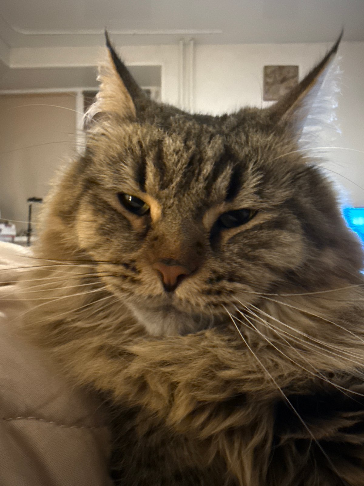 Maine Coon cat photographed resting in Izhevsk, Russia