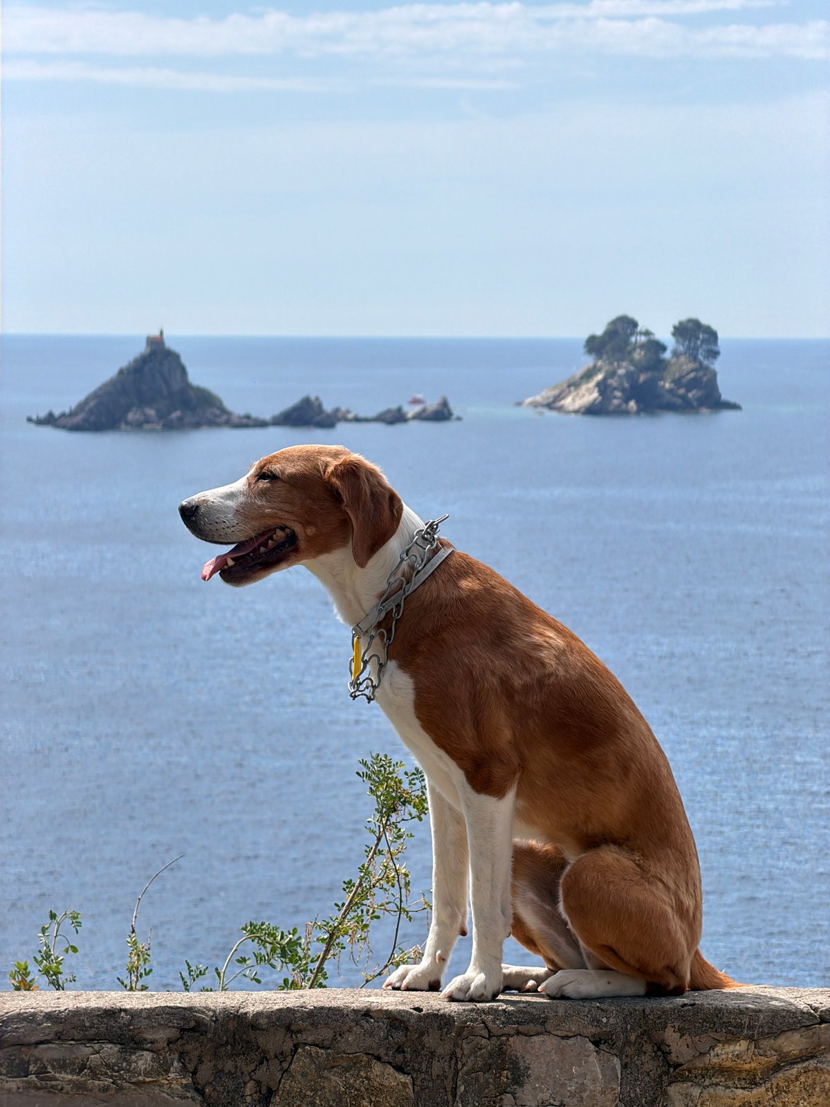 Morning coastal scenes captured in Montenegro featuring dog, climber, boat
