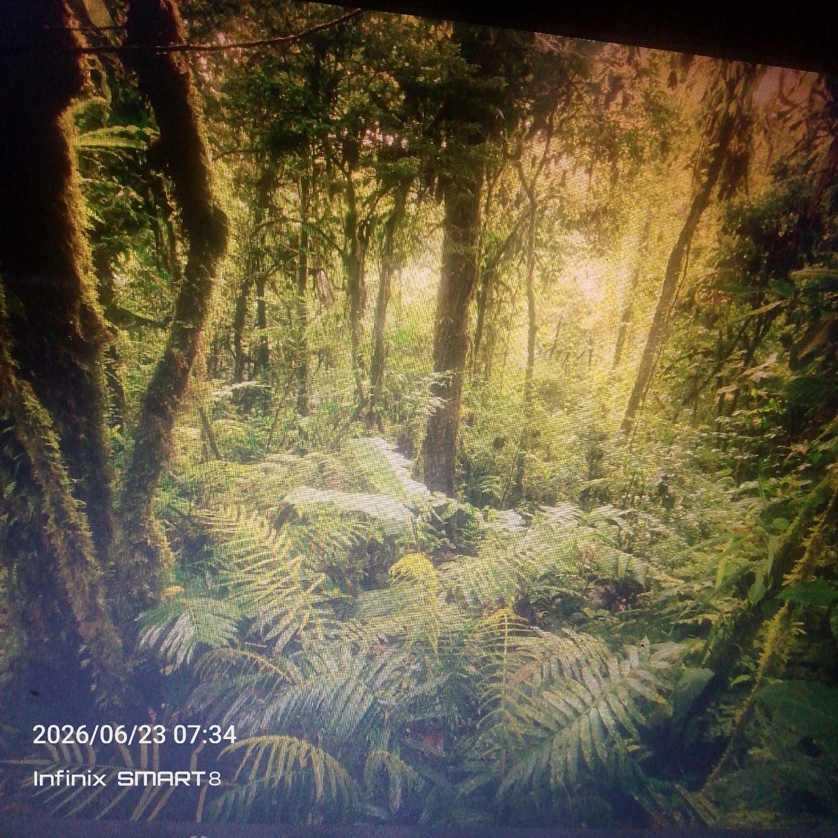A scattered morning mix of farmland, forest, and screen activity