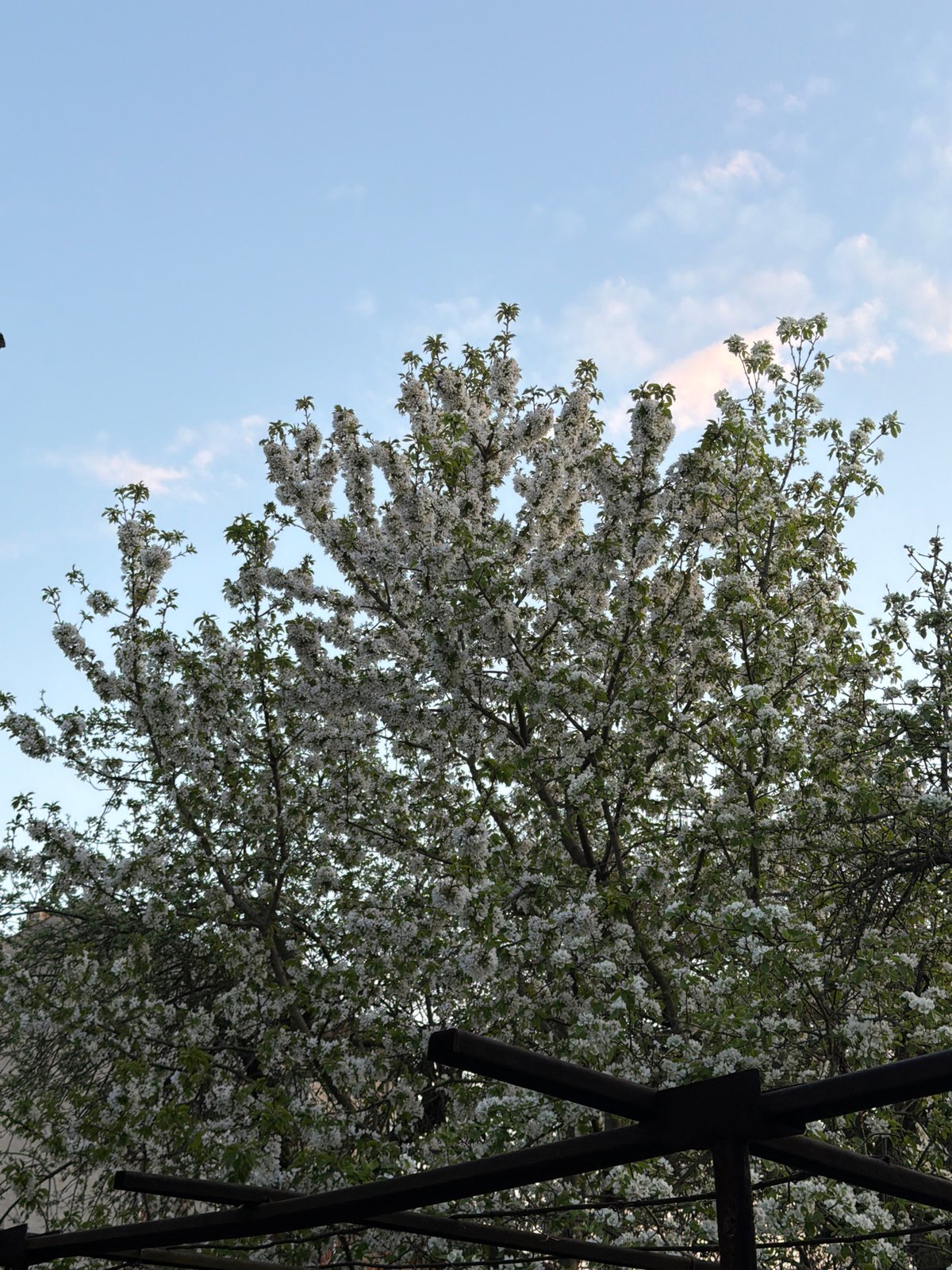 Spring blossoms photographed in Debelets, Bulgaria