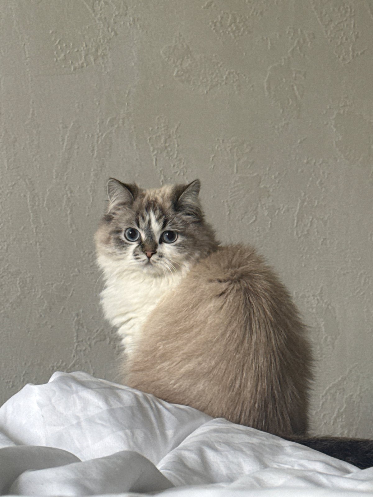 Cats spotted in Rostov-on-Don homes during early morning