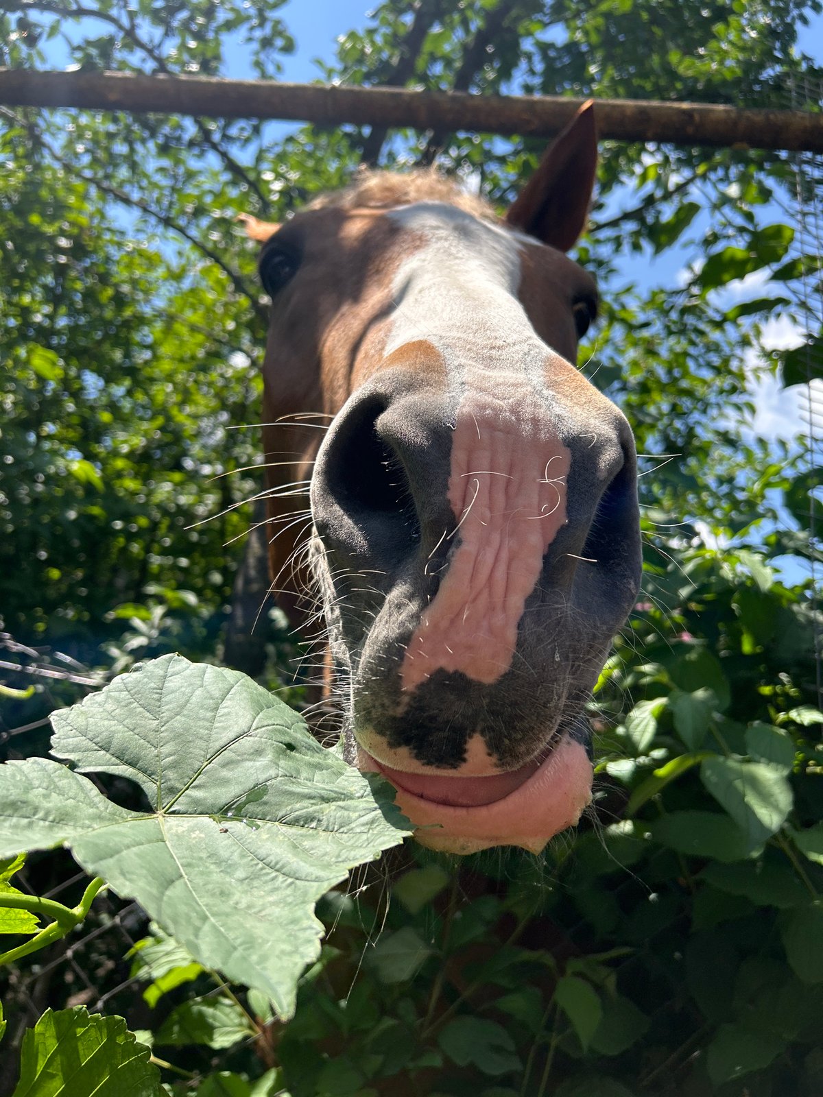 Horse snacks on watermelon in Yessentuki, Russia