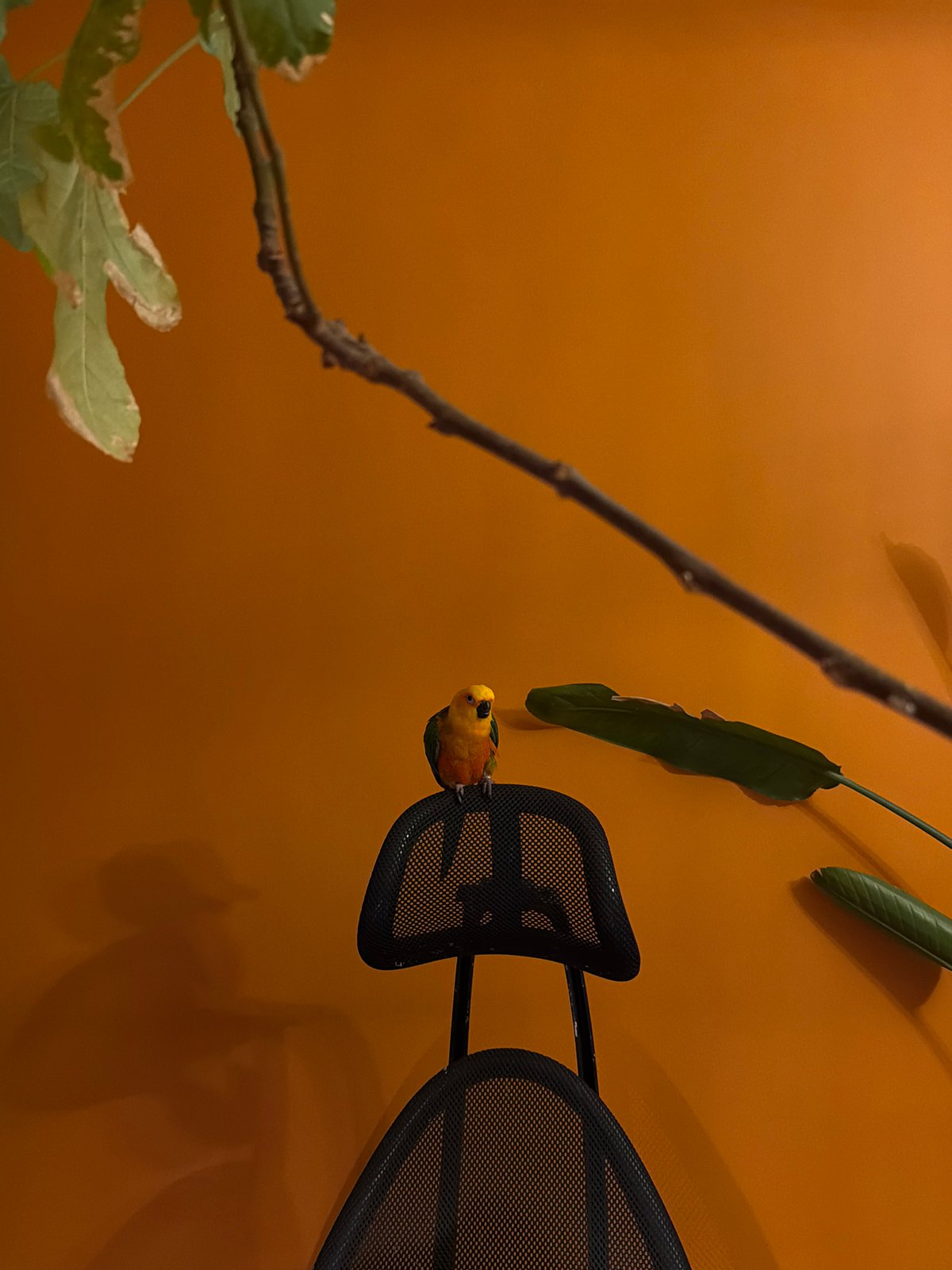 Woman and child play with colorful parrot in Khimki home