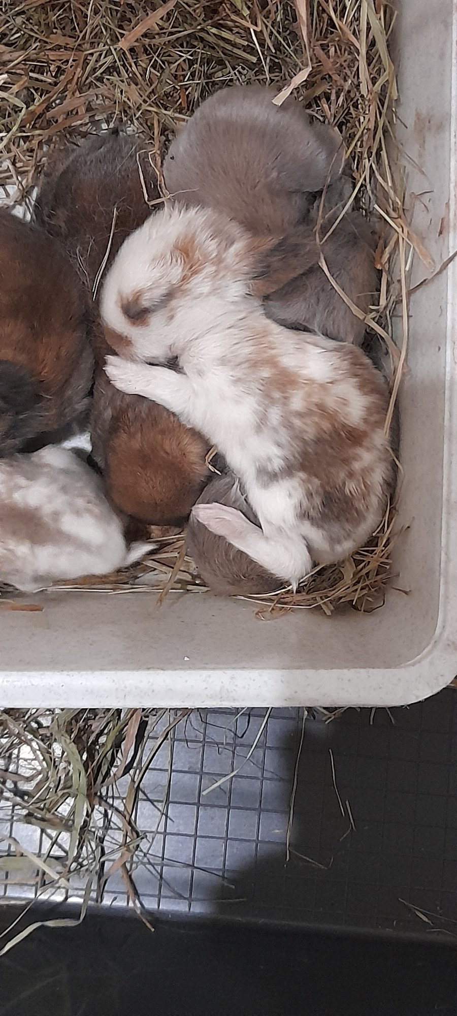 Newborn rabbit litters and adults in a small indoor hutch setup