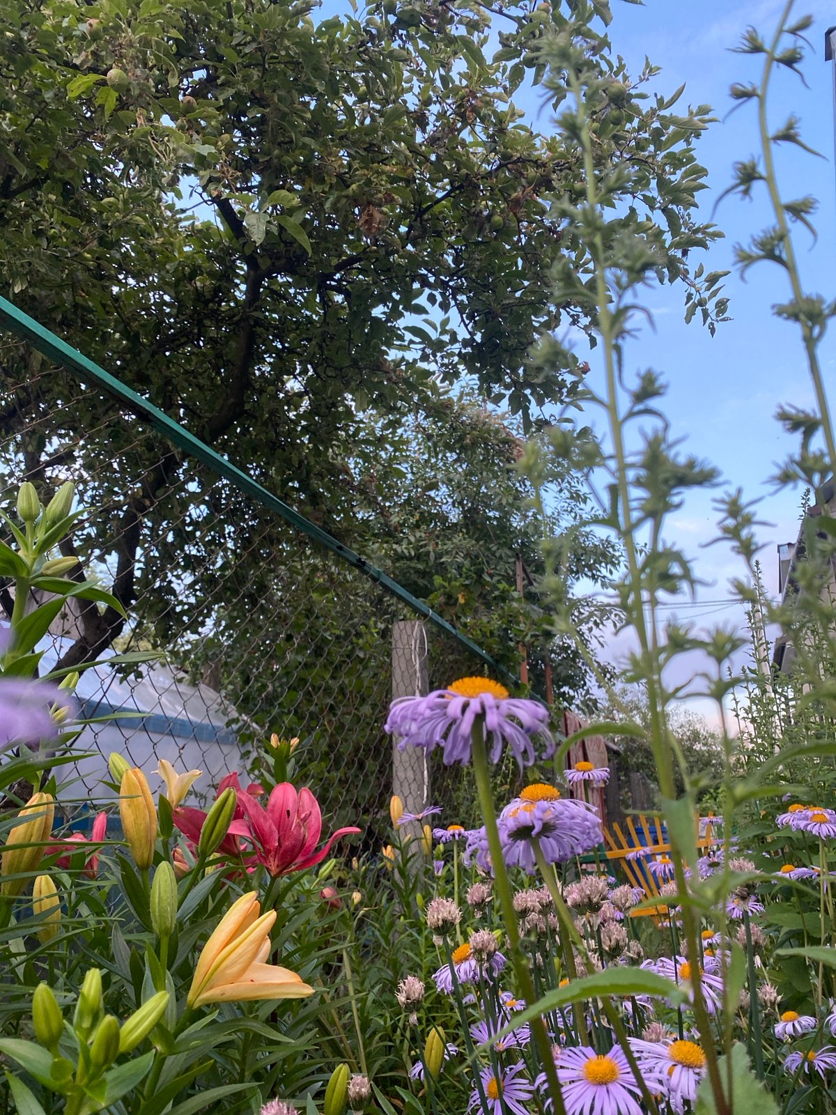 Summer solstice evening on a Brest homestead, garden to nightfall